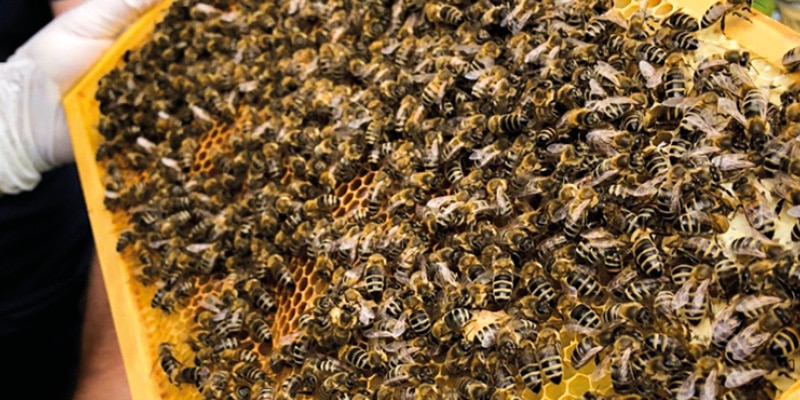 Bienen Leasing by Tomas und Lohospo